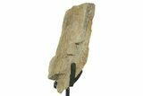 Fossil Sauropod Limb Bone Section with Metal Stand - Colorado #383147-1